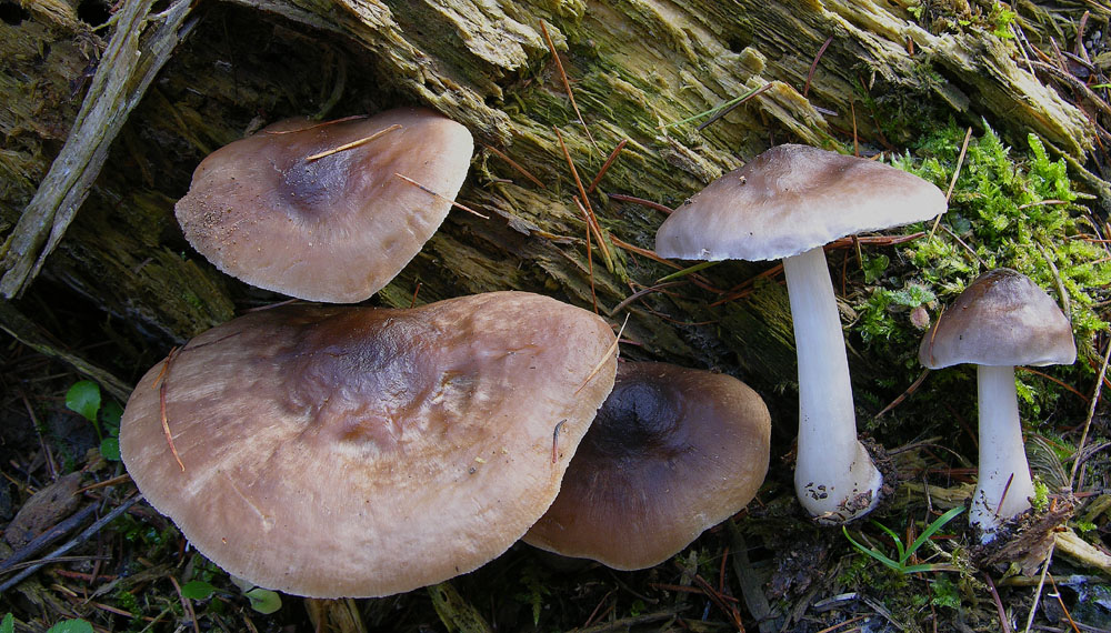 Svuotando l''archivio 2009....3� e ultima parte.